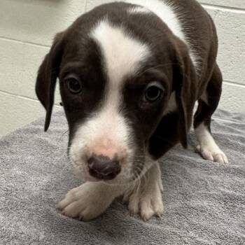 Great Pyrenees and German Shorthaired Pointer Dogs Available for Adoption - Simon | PetCurious