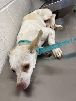 ARLO -  Chihuahua Dog for Adoption in San Bernardino, California - ARLO | PetCurious