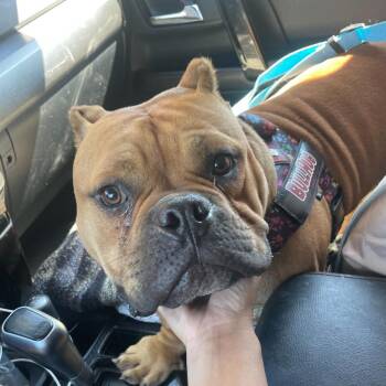 Rescue English Bulldog Dogs for Adoption in Turlock, California - Studley | PetCurious
