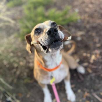 Hope -  Mixed Breed Dog for Adoption in San Diego, California - Hope | PetCurious