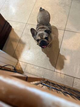 Murphy -  French Bulldog and Pug Dog for Adoption in Mustang, Oklahoma - Murphy | PetCurious
