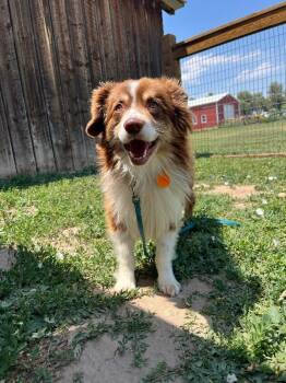 Splash -  Shepherd and Mixed Breed Dog for Adoption in Fort Collins, Colorado - Splash | PetCurious