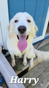 Harry Yrly 239 -  Australian Shepherd and Collie Dog for Adoption in Sidney, Ohio - Harry Yrly 239 | PetCurious