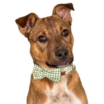Black Mouth Cur Dogs Available for Adoption in Shakopee, Minnesota - Ralph | PetCurious