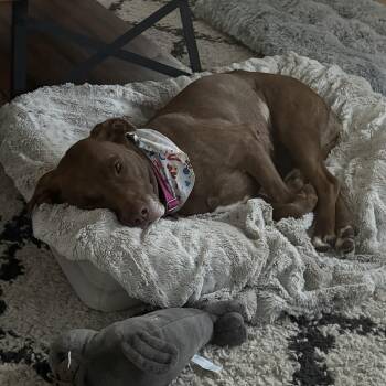 Dolly -  Pit Bull Terrier Dog for Adoption in San Diego, California - Dolly | PetCurious