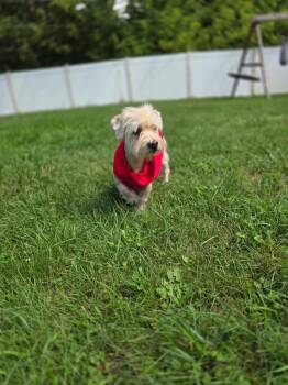 Pierre -  Maltese Dog for Adoption in Detroit, Michigan - Pierre | PetCurious