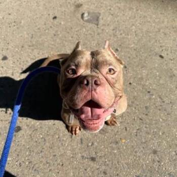 Papa -  Mixed Breed Dog for Adoption in Vassalboro, Maine - Papa | PetCurious