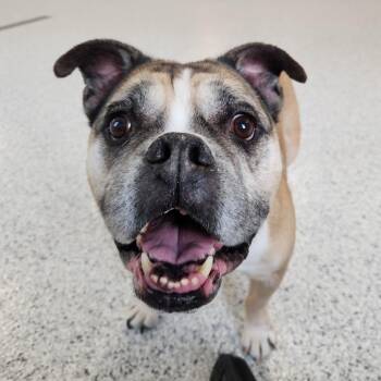 English Bulldog Dogs Available for Adoption - Lola | PetCurious