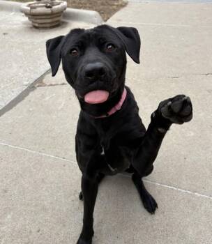 Labrador Retriever and Pit Bull Terrier Dogs Available for Adoption in Sioux City, Iowa - Jasmine | PetCurious