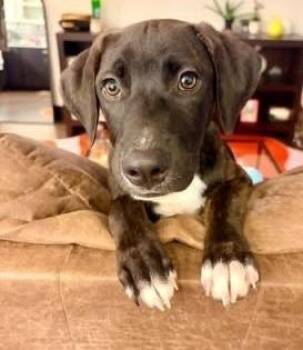 Judy -  Plott Hound Dog for Adoption in Colorado Springs, Colorado - Judy | PetCurious