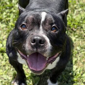 Mercedes -  Pit Bull Terrier Dog for Adoption in Jefferson, Wisconsin - Mercedes | PetCurious