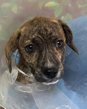 Terrier and Shepherd Dogs Available for Adoption in San Antonio, Texas - Morty | PetCurious