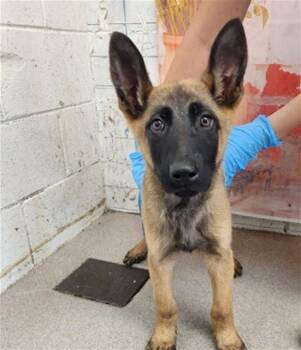JESSIE -  German Shepherd Dog Dog for Adoption in San Bernardino, California - JESSIE | PetCurious