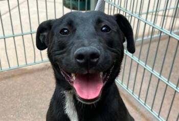 HARLEY QUINN -  Pit Bull Terrier and Mixed Breed Dog for Adoption in Martinez, California - HARLEY QUINN | PetCurious