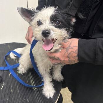 IVHS-Stray-141737 -  Terrier and Jack Russell Terrier Dog for Adoption in San Gabriel, California - IVHS-Stray-141737 | PetCurious