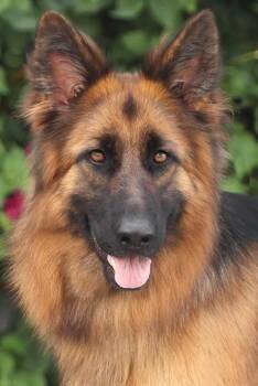Cinnamon von Cinder -  German Shepherd Dog Dog for Adoption in Los Angeles, California - Cinnamon Von Cinder | PetCurious