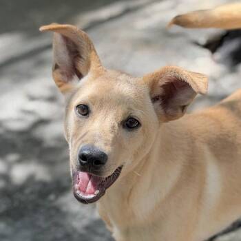 Hamm -  Labrador Retriever Dog for Adoption in Locust Fork, Alabama - Hamm | PetCurious
