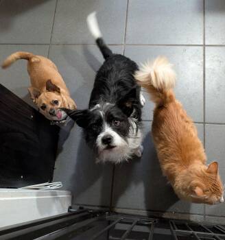 Terrier Dogs Available for Adoption - Apple Jacks | PetCurious