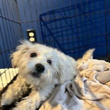 Vaughn -  Maltese and Standard Poodle Dog for Adoption in Smithfield, North Carolina - Vaughn | PetCurious