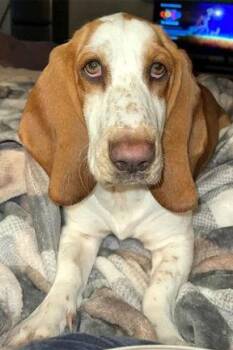 LUNA 2 -  Basset Hound and Beagle Dog for Adoption in Hamilton, New Jersey - LUNA 2 | PetCurious