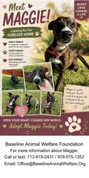 Maggie -  Cattle Dog Dog for Adoption in Magnolia, Texas - Maggie | PetCurious