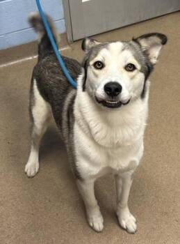 Lee Jordan -  Mixed Breed Dog for Adoption in Chamblee, Georgia - Lee Jordan | PetCurious
