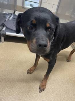 Rescue Rottweiler and Mixed Breed Dogs for Adoption in Lewisville, Texas - Raven | PetCurious