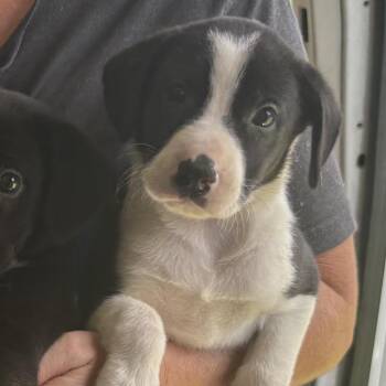 Zoe -  Mixed Breed Dog for Adoption in Austin, Texas - Zoe | PetCurious