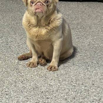 Hot Rosa -  Pug Dog for Adoption in Antwerp, Ohio - Hot Rosa | PetCurious