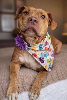 Pit Bull Terrier Dogs Available for Adoption - Whitney | PetCurious