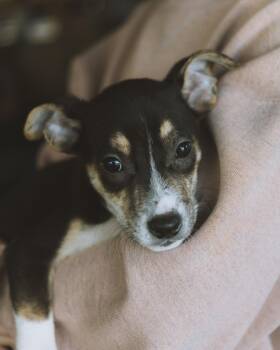 Rescue Pit Bull Terrier Dogs for Adoption in Ferndale, Washington - Leo | PetCurious