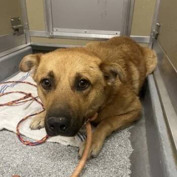 Rescue Shepherd Dogs for Adoption in Durango, Colorado - Sonny | PetCurious
