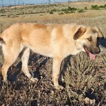 Mia -  Mixed Breed Dog for Adoption in Bend, Oregon - Mia | PetCurious