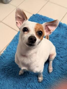 Chihuahua and Dachshund Dogs Available for Adoption in Irwin, Pennsylvania - Enzo | PetCurious