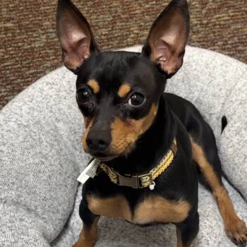 Rescue Miniature Pinscher and Chihuahua Dogs for Adoption in Silver Spring, Maryland - Finn | PetCurious