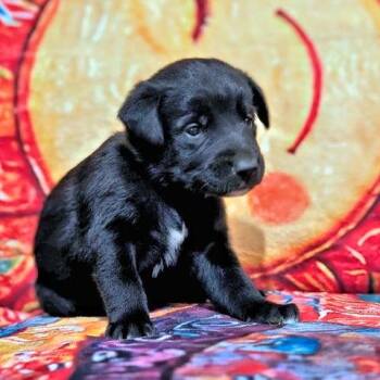 Mr. Yellow -  Golden Retriever Dog for Adoption in Rutherfordton, North Carolina - Mr. Yellow | PetCurious