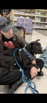Lucky -  Border Collie and Labrador Retriever Dog for Adoption in New Haven, Connecticut - Lucky | PetCurious