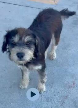 Bandit -  Schnauzer and Terrier Dog for Adoption in Gainesville, Virginia - Bandit | PetCurious
