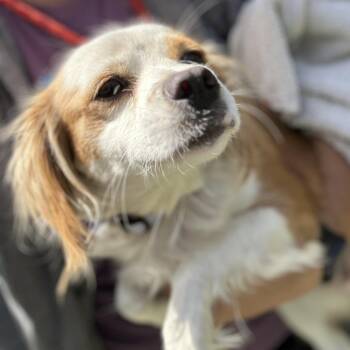 Leia -  Mixed Breed Dog for Adoption in San Francisco, California - Leia | PetCurious