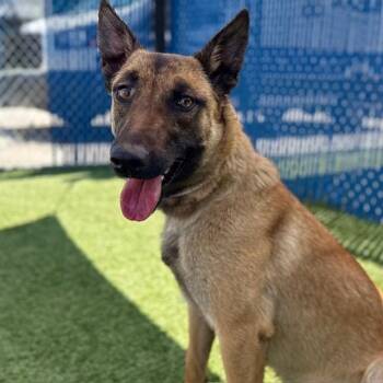 Mabel -  Belgian Shepherd Malinois Dog for Adoption in Long Beach, California - Mabel | PetCurious
