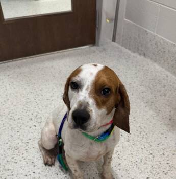 Polo -  Beagle Dog for Adoption in Providence Forge, Virginia - Polo | PetCurious