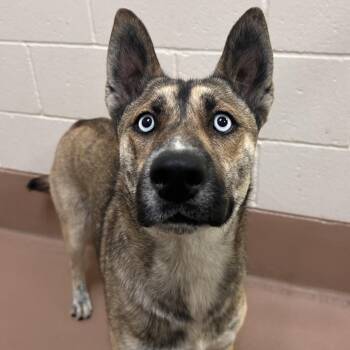 Hope -  Husky and Mixed Breed Dog for Adoption in Reno, Nevada - Hope | PetCurious