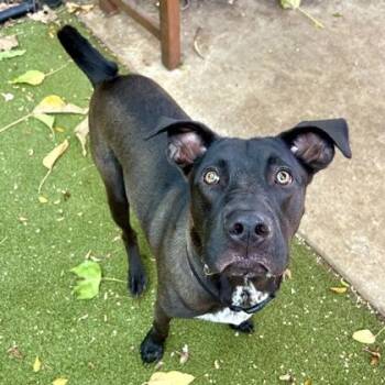 Diesel -  Terrier and Mixed Breed Dog for Adoption in Honolulu, Hawaii - Diesel | PetCurious
