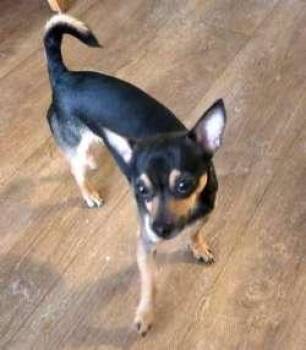 Miniature Pinscher and Chihuahua Dogs Available for Adoption - Rocky | PetCurious