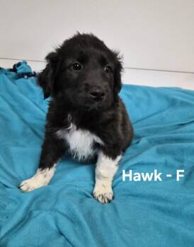Hawk -  Great Pyrenees Dog for Adoption in Hillside, Illinois - Hawk | PetCurious