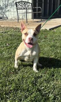 Scarlett -  Pit Bull Terrier Dog for Adoption in Quincy, Washington - Scarlett | PetCurious