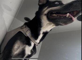 LUNA -  Siberian Husky and Mixed Breed Dog for Adoption in Houston, Texas - LUNA | PetCurious