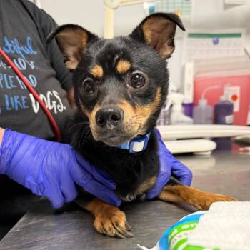 Icee -  Miniature Pinscher and Chihuahua Dog for Adoption in Trenton, New Jersey - Icee | PetCurious