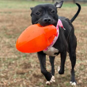 Mixed Breed Dogs Available for Adoption - Velma | PetCurious