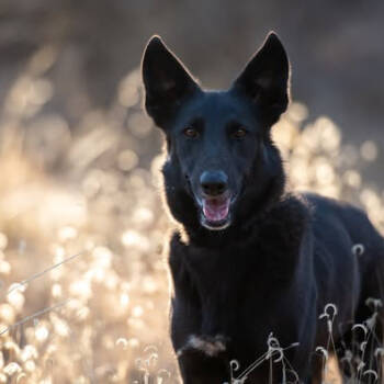 Rescue German Shepherd Dog and Border Collie Dogs for Adoption in Kanab, Utah - Mowgli | PetCurious